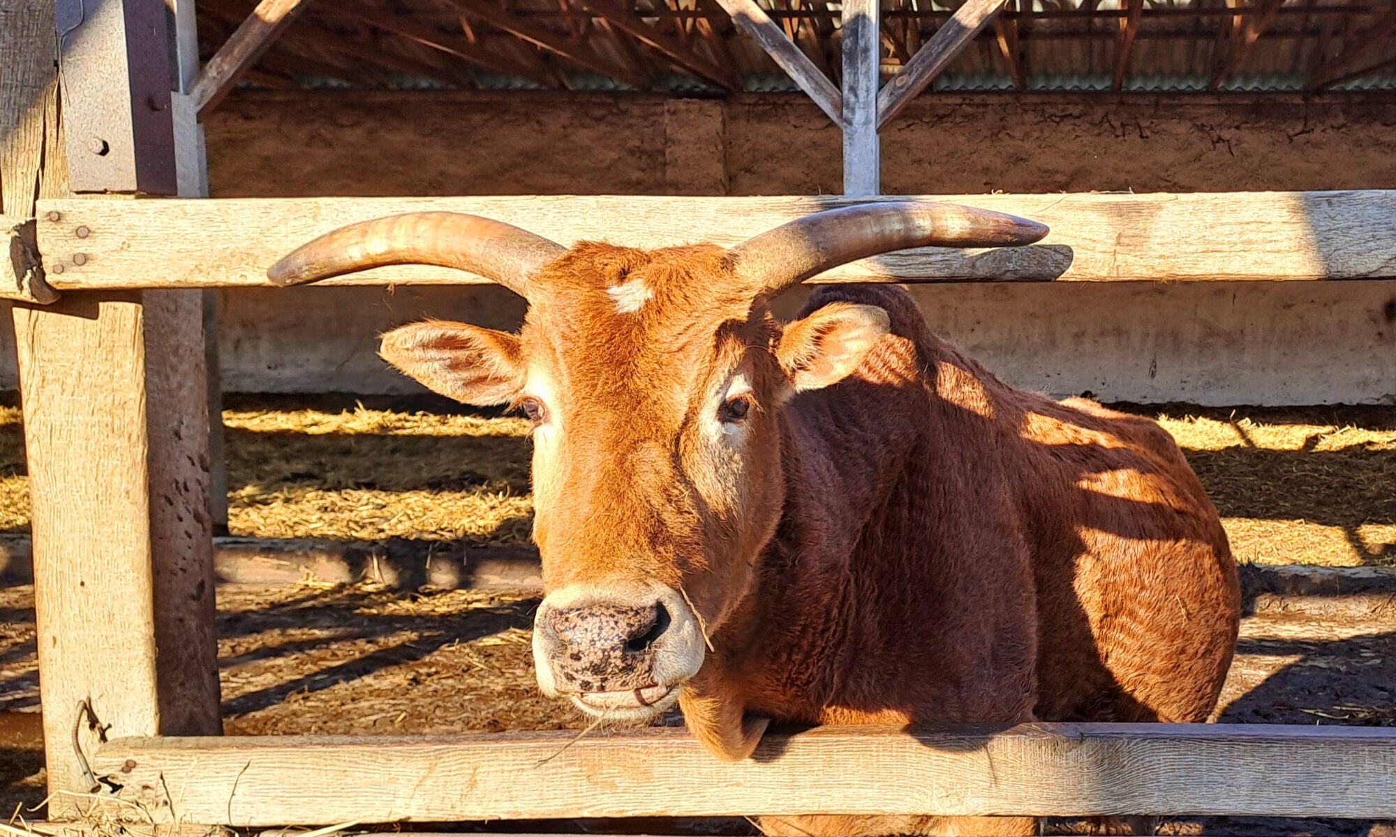 Zebu, a törpe méretű szarvasmarha